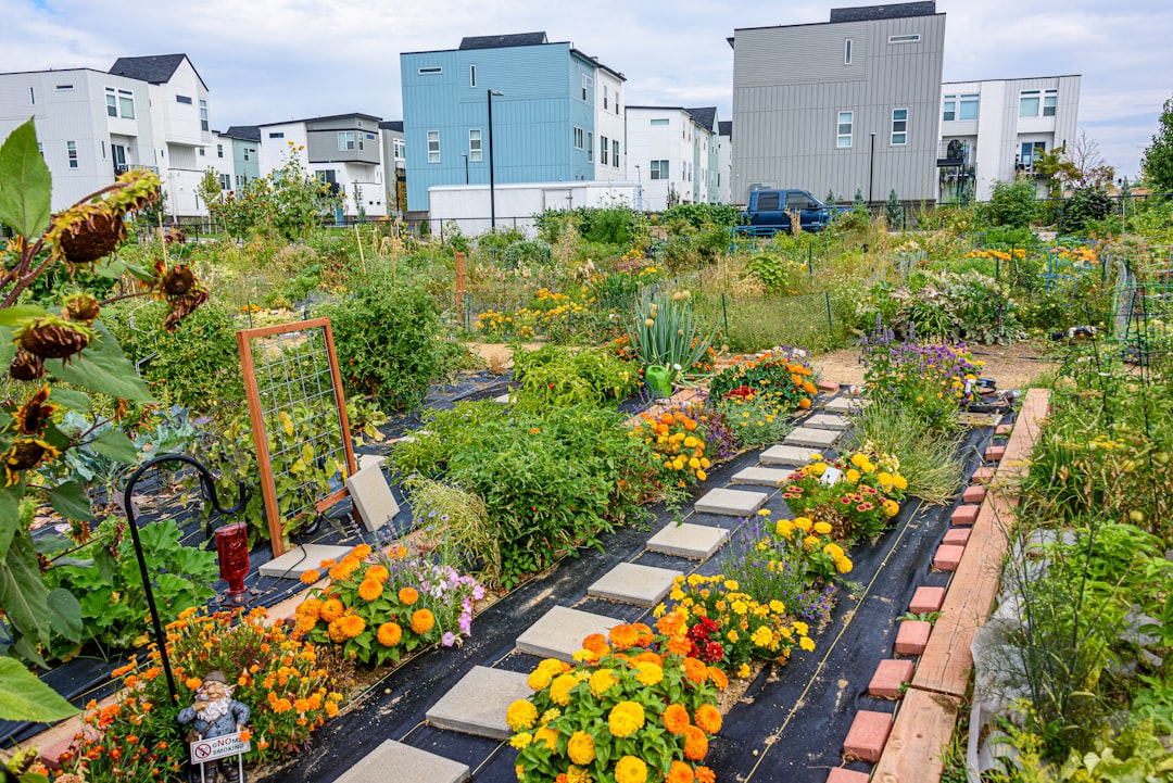 Community gardens are common in this Denver, Colorado neighborhood.