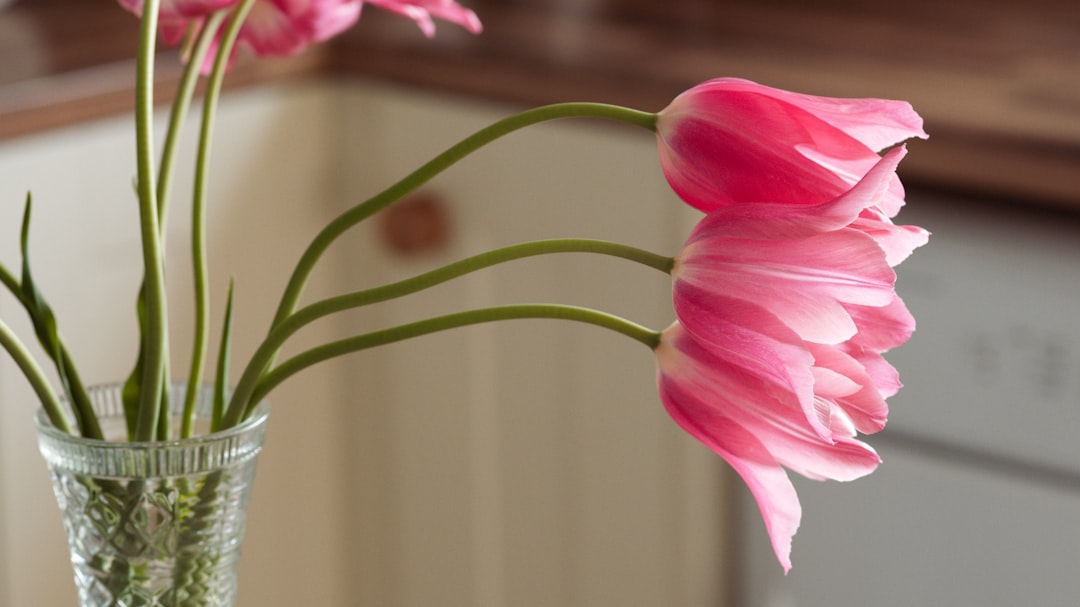Pink tulips in a vase in the kitchen